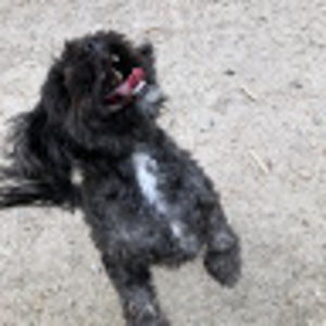 Meet your Posher, Ella